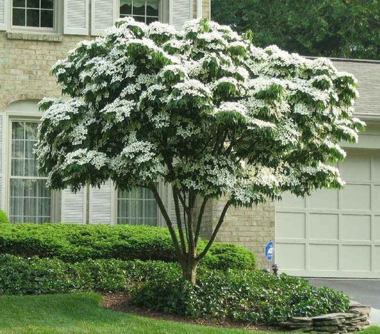A mature White Dogwood tree with snow-like bloom on its branches, planted in a front yard beside a house.