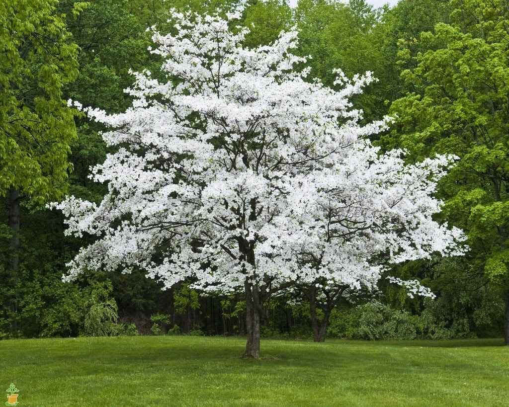White Dogwood Seedlings - TN Nursery