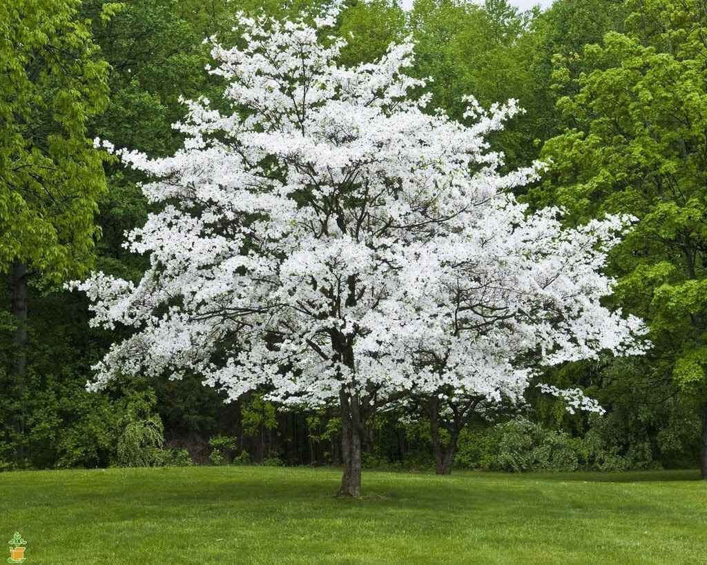 Flowering White Dogwood Tree In Natural Landscape