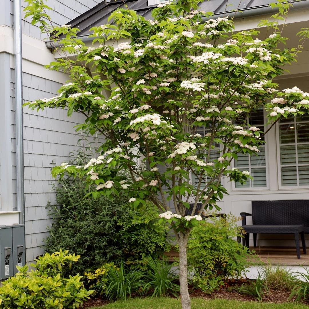 kousa dogwood trees