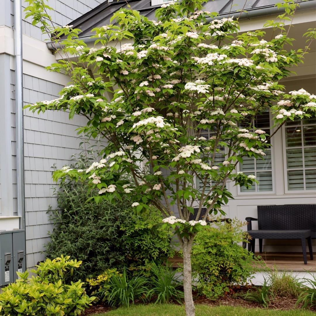 A Kousa Dogwood tree with white flowers and green leaves, located in a garden setting with a house in the background.