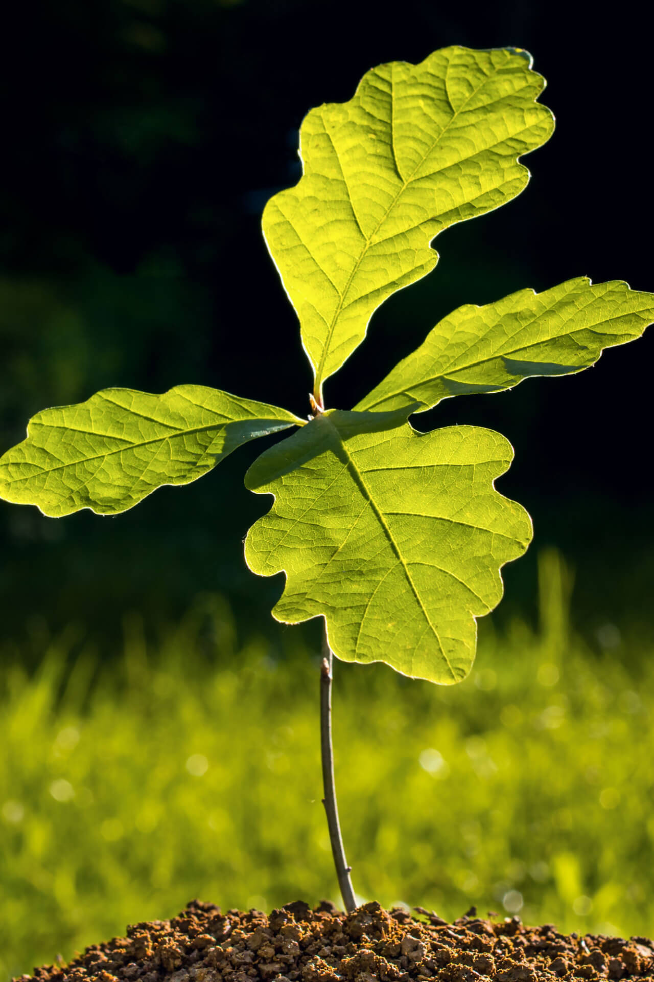 White Oak Tree Seedling