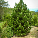 White Pine Tree - TN Nursery