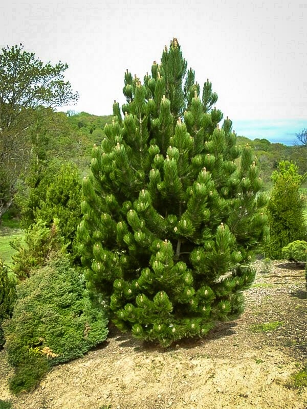 White Pine Tree - TN Nursery