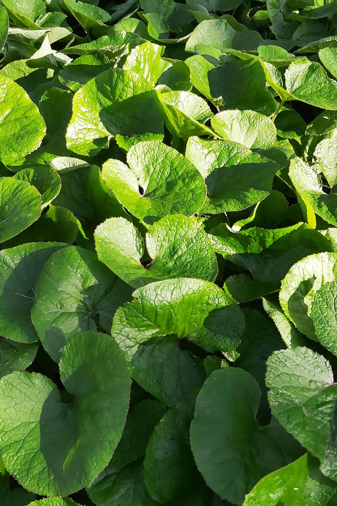Wild Ginger Perennial Ground Cover