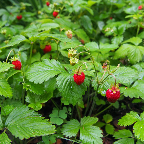 Wild Strawberry Plant - TN Nursery