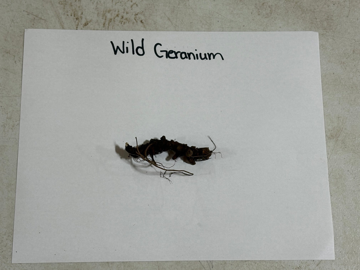 Small sample of wild geranium on a white paper with 'Wild Geranium' text.