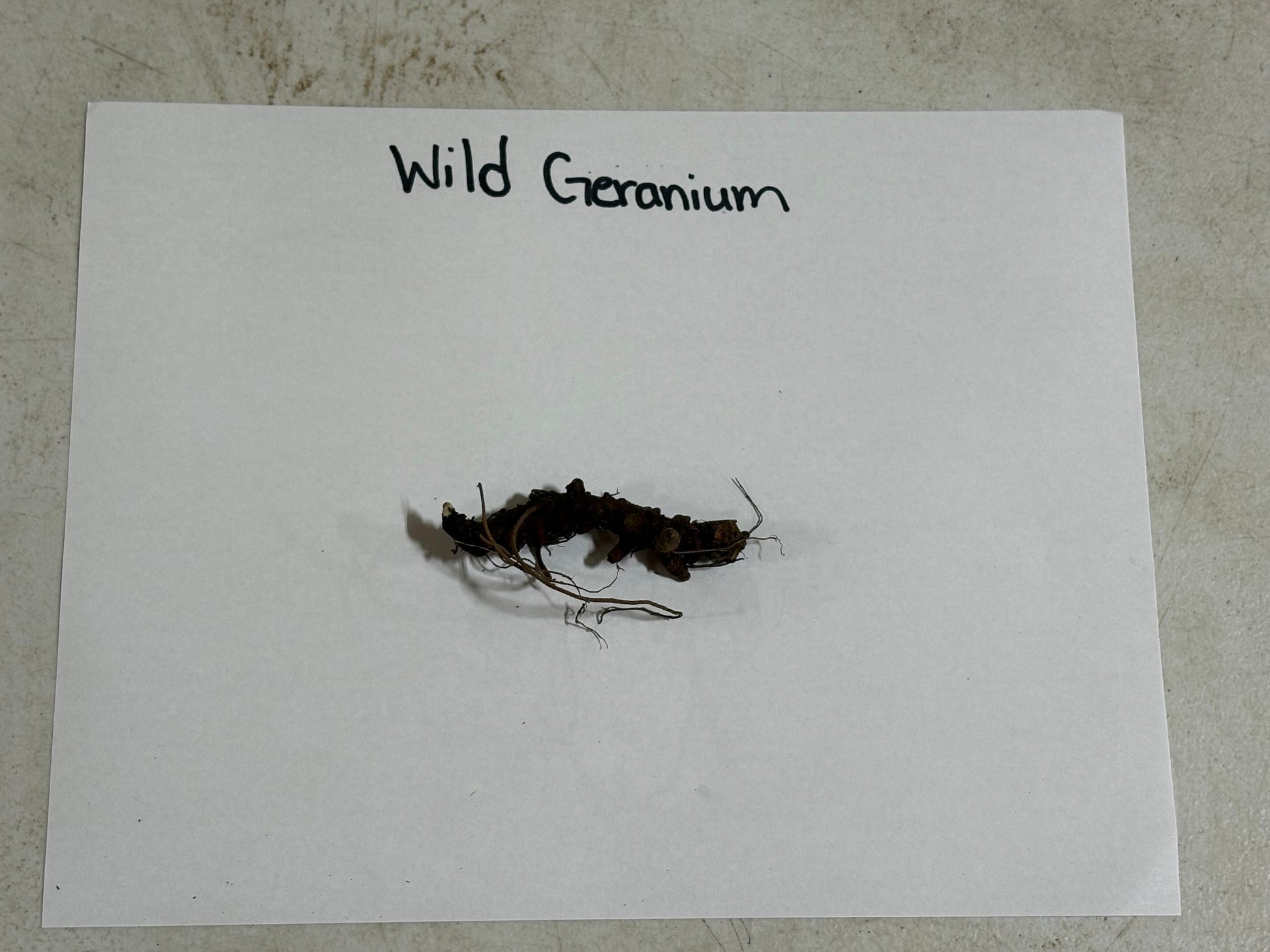 Small sample of wild geranium on a white paper with 'Wild Geranium' text.