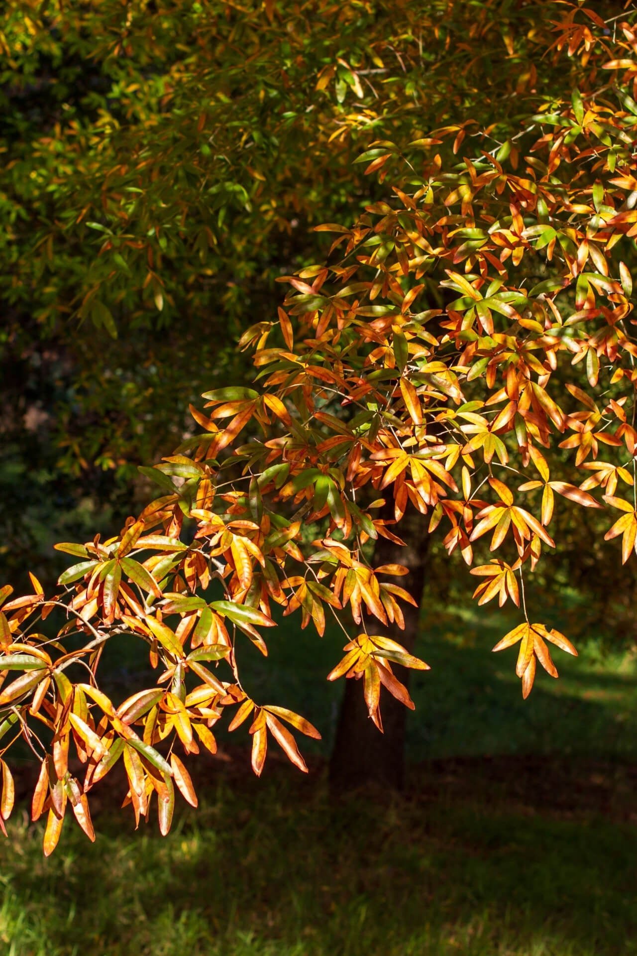 Willow Oak Seedlings - TN Nursery
