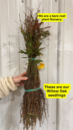 Willow Oak Tree Seedlings - TN Nursery