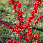 Winterberry "Winter Red" - TN Nursery