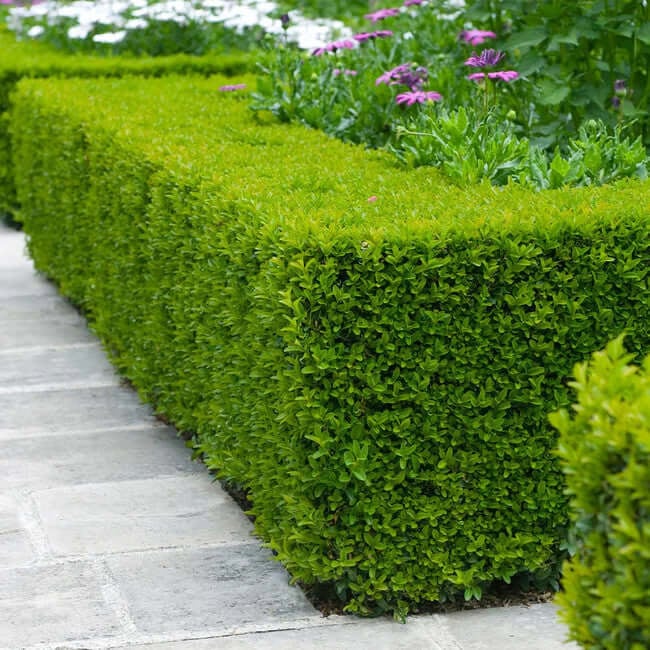 Wintergreen Boxwood
