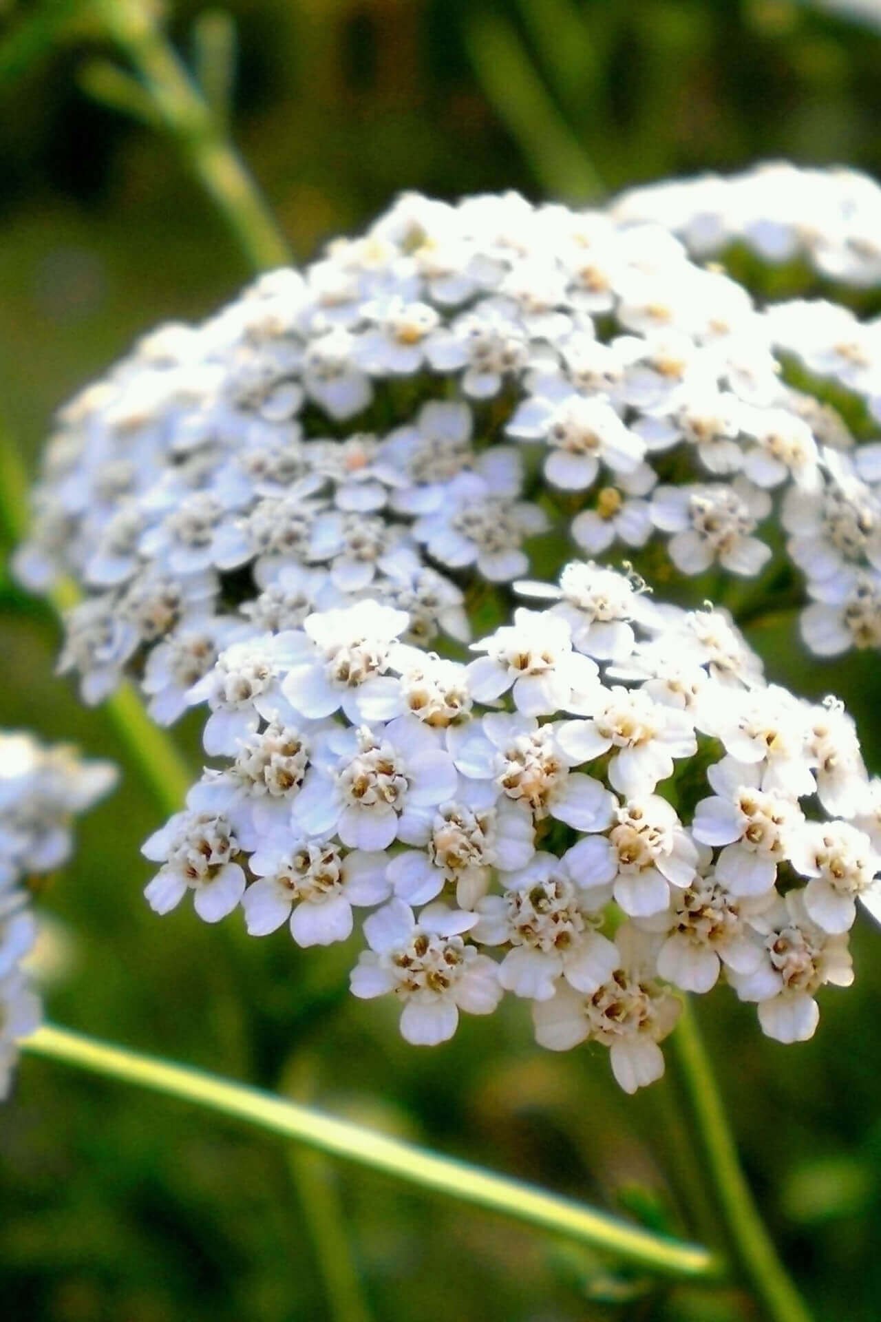 Yarrow - TN Nursery