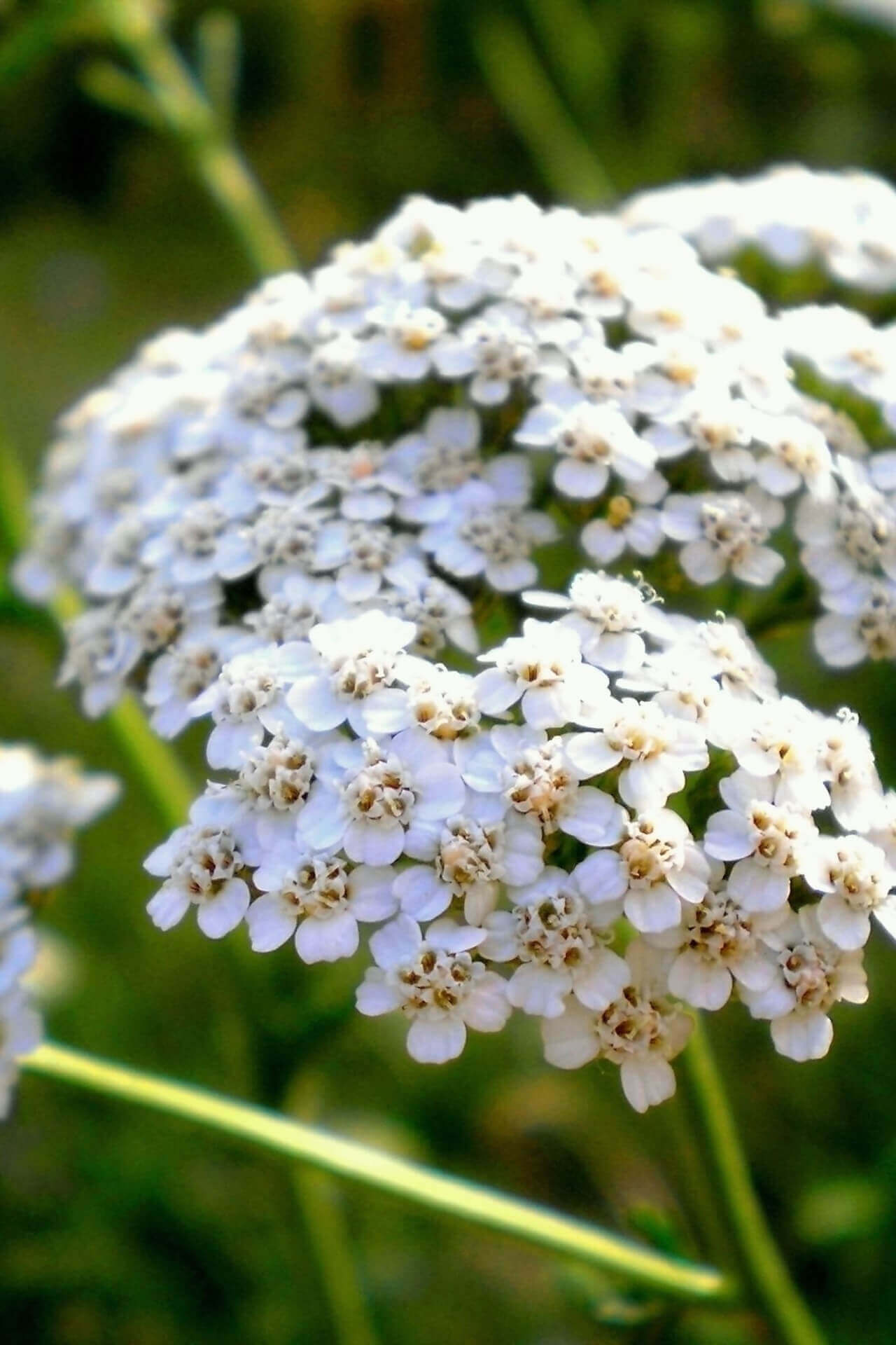 Yarrow - TN Nursery