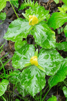 Yellow Trillium Perennial Flowers