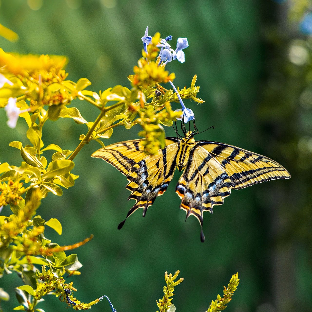 yellow perennial flowers