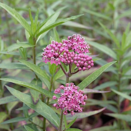 Milkweed- Swamp (Asclepias incarnata) (Florida Native)