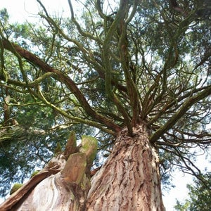 Incense Cedar – Sparrowhawk Native Plants