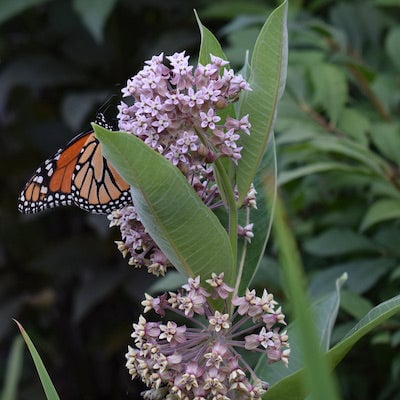 asclepias syriaca (common milkweed) native