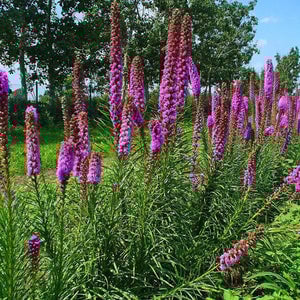 Gayfeather (Blazing Star)