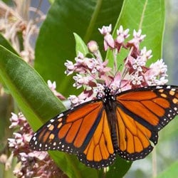 Milkweed, Common - Asclepias syriaca