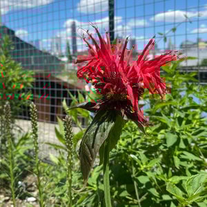Monarda didyma 'Jacob Cline' - Bee balm – Gowanus Canal Conservancy