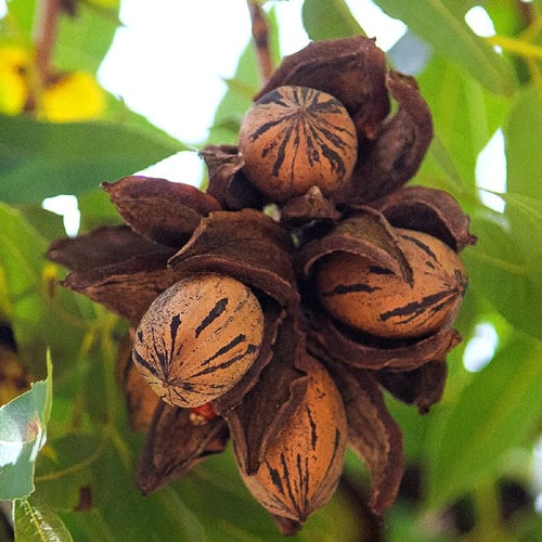Pecan Nut Tree - Wichita