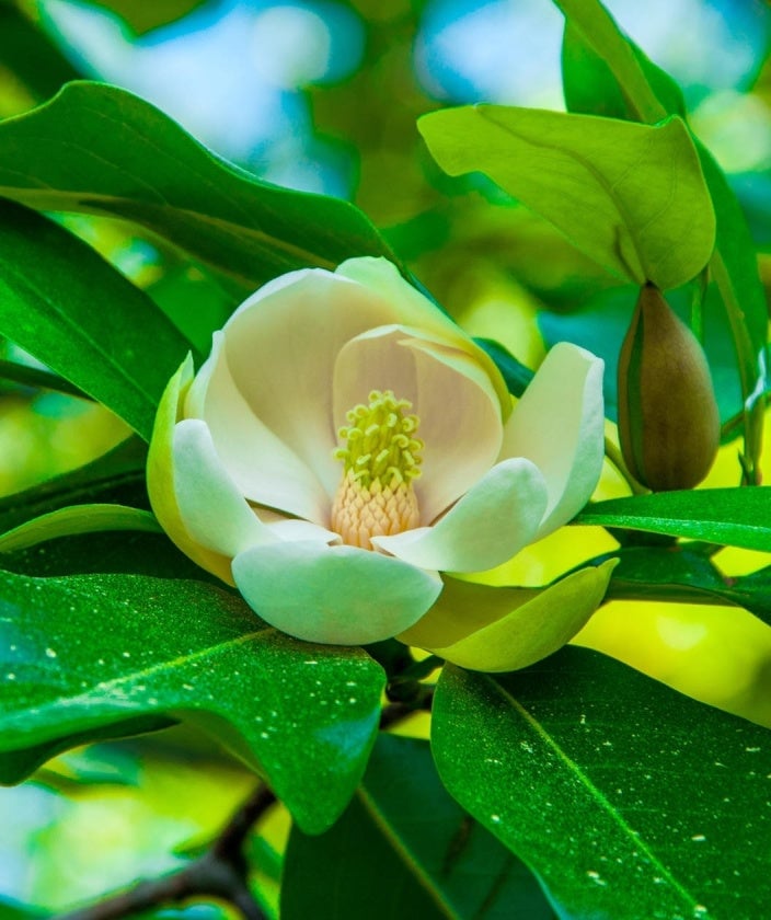 Sweetbay Magnolia