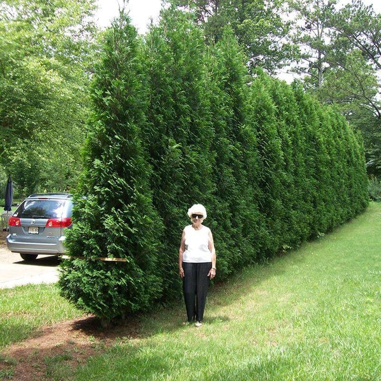 Full Speed A Hedge 'American Pillar' Arborvitae (Thuja) | One Gallon