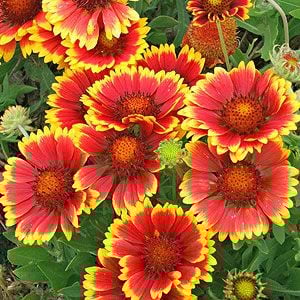 Blanketflower Common Gaillardia Indian Perennial Flower Seeds, 500+ Premium Heir