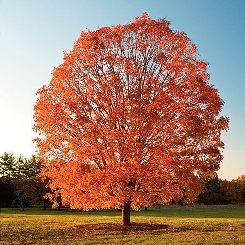 Sugar Maple (Acer saccharum) – Planting Justice