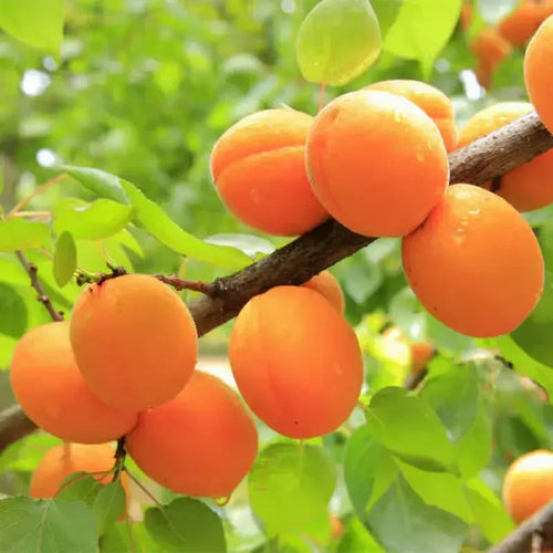 Apricot Fruit Tree
