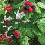 Black Raspberry - TN Nursery