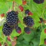 Blackberry Plant - TN Nursery