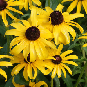 30,000 Black Eyed Susan Flower Seeds Rudbeckia Hirta Perennial