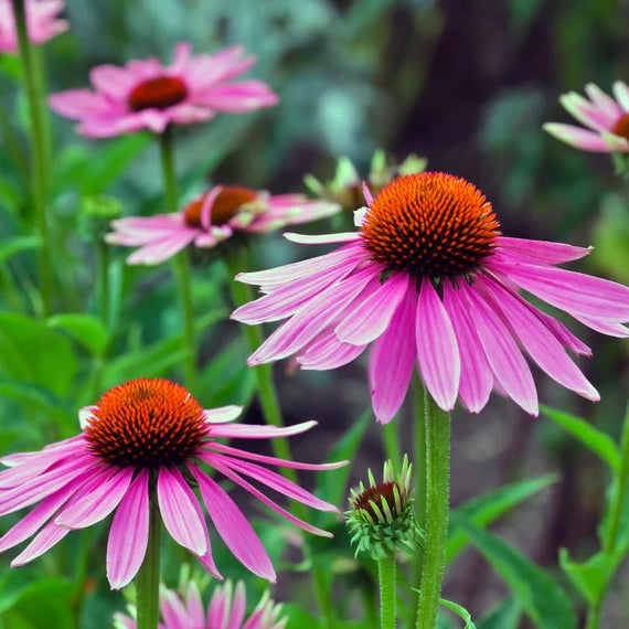 Narrowleaf Cone Flower Plant Sets
