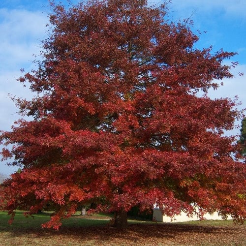 Northern Red Oak (bundle of 25) – Kenosha County Planning & Development