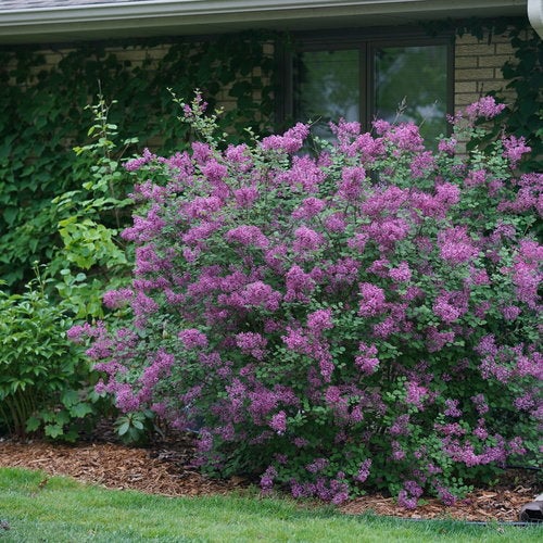 Lilac Bloomerang® Dark Purple – BloomBox
