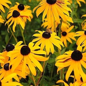 Black Eyed Susan Seeds (Rudbeckia hirta) – Vermont Wildflower Farm