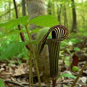 Jack in the Pulpit Seeds (Arisaema triphyllum) – Vermont Wildflower Farm