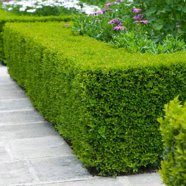 Wintergreen Boxwood