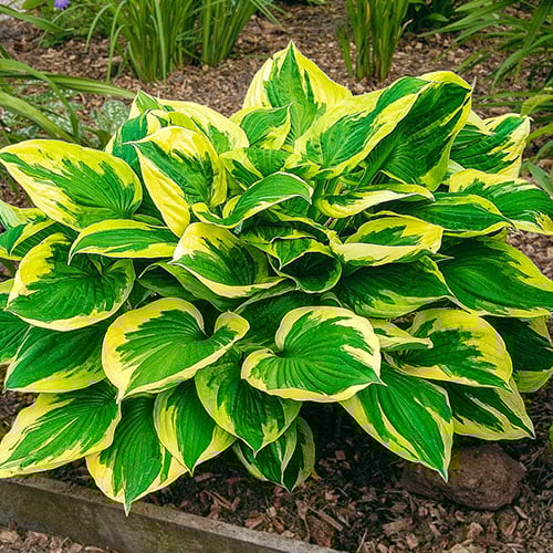 Hosta 'Anne' - Spring Planting | K. van Bourgondien