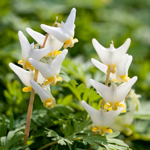 Dutchman's Breeches (Dicentra cucullaria)