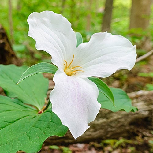 Great White Trillium | K. van Bourgondien - Wholesale Perennials
