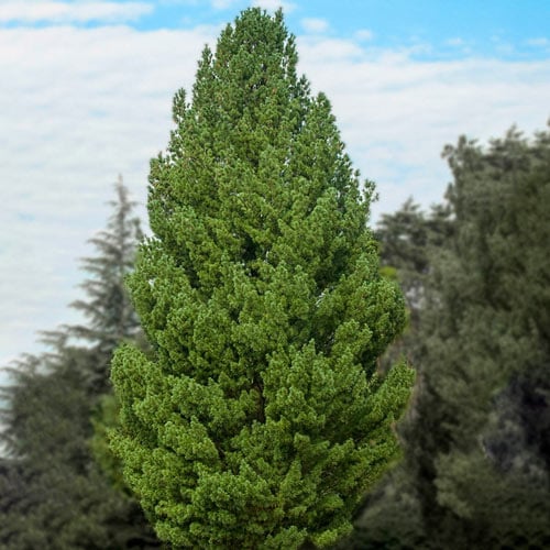 White Pine | Trees for Sale from K. van Bourgondien