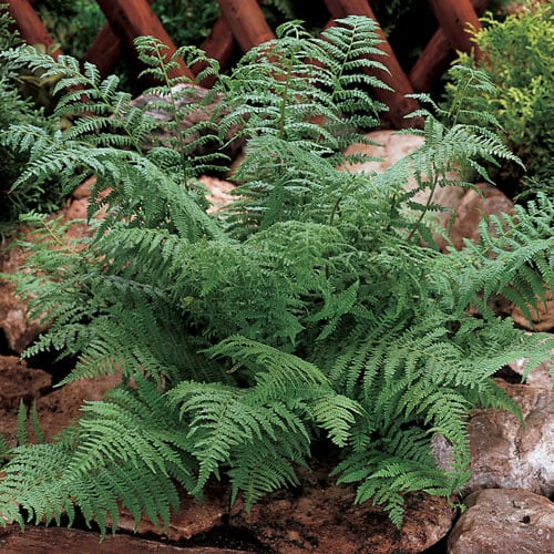 Lady Fern