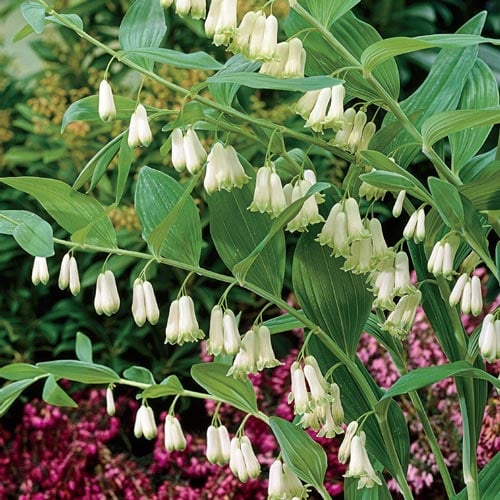 Polygonatum multiflorum (Solomon's Seal)