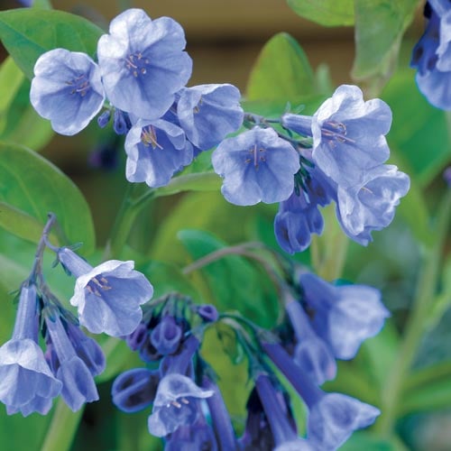 Virginia Bluebells (Mertensia virginica) | K. van Bourgondien