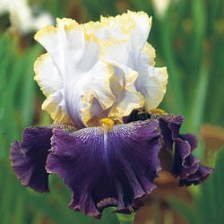 Slovak Prince KickStart™ Bearded Iris | Michigan Bulb Company