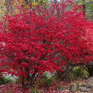 Image result for shrubs